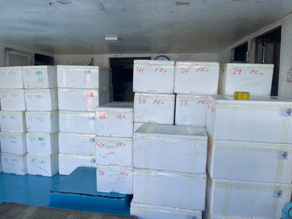 Live Grouper in Export Facility